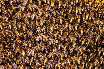 A large number of bees are nesting in their hives. This is an incredible image captured by a...