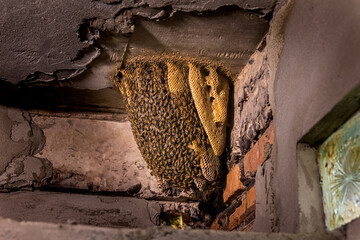 A huge natural beehive. Bees have built a natural beehive inside a building in Myanmar. Many bees...
