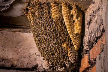 A huge natural beehive. Bees have built a natural beehive inside a building in Myanmar. Many bees...