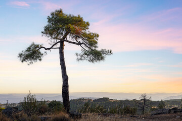 Fototapeta premium Pino solitario al amanecer