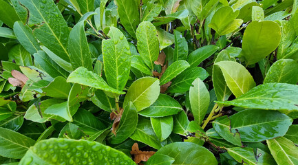 Close-Up of Fresh Green Leaves With Dew Drops in Nature