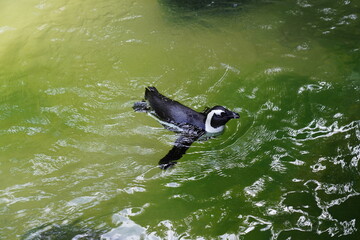 The African Penguin (Spheniscus demersus), also known as the Jackass Penguin due to its braying...