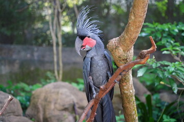 The Palm Cockatoo (Probosciger aterrimus), also known as the Goliath Cockatoo, is a unique and striking parrot species native to the tropical rainforests of New Guinea, northern Australia 