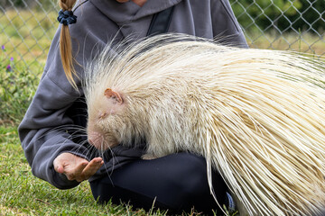 Woman hand feeding albino porcupine in rehabilitation zoo. unique creature, with white fur and...