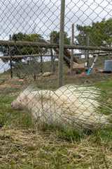 albino porcupine behind mesh fence in rehabilitation zoo. unique creature, with white fur and protective spines, natural mutations. conservation wild animals recovery. biodiversity