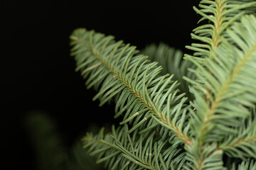 Beautiful spruce branch. Macro photography of spruce branch. Evergreen tree design.