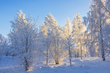 Snowy and frosty woodland a cold winter day