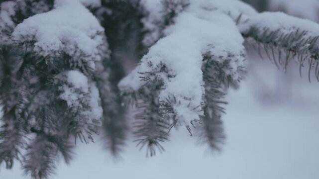 Winter park before New Year.