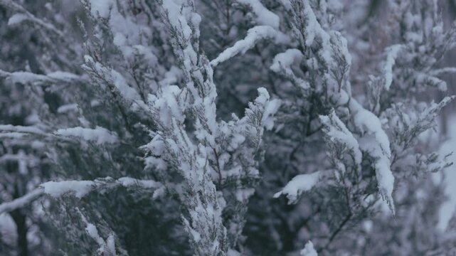 Winter park before New Year.