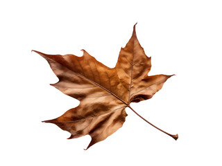 Fototapeta premium falling dry leaf on transparent background 