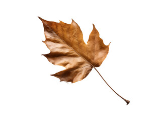 falling dry leaf on transparent background
