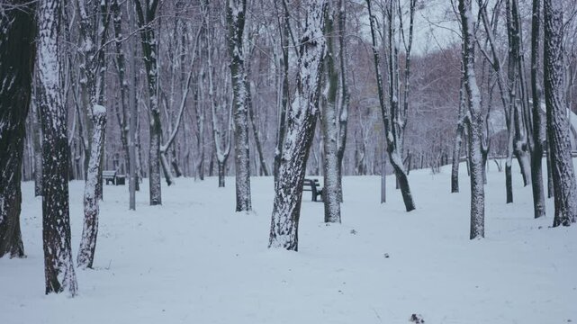 Winter park before New Year.