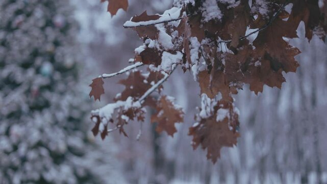 Winter park before New Year.