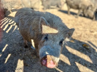 Kleines Schwein schaut in die Kamera.