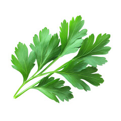 Fresh Green Parsley leaves, isolated on transparent background, PNG Cutout Photo