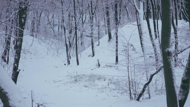 Winter park before New Year.