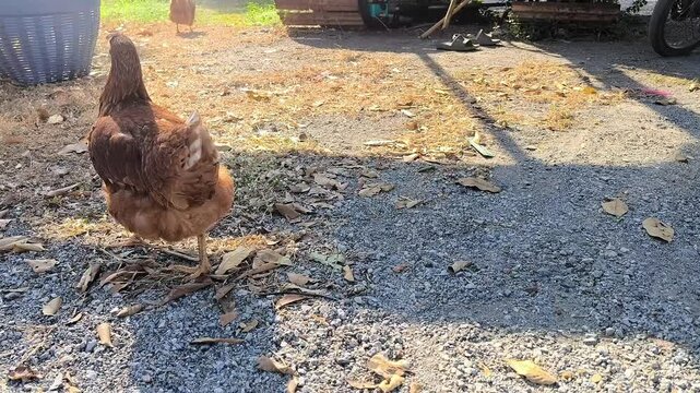 ISA Brown hen. Rhode Island Red. Lohmann Brown. Free range chicken. Animal concept