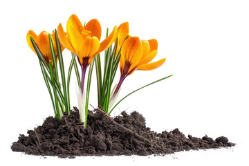 orange crocus flower in spring growing from soil isolated on white or transparent png