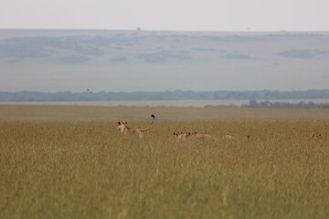 The Heaven of Masaimara