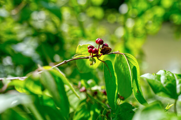 Brown shield bug on a berry-plant in the fall