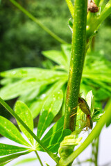 Two Green shield bugs mating on a green plant in the summer