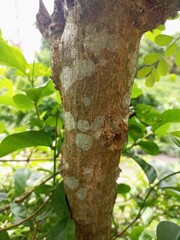 The bark of woody plants is called bark. What is commonly called bark includes a number of different tissues. Cork is an external secondary tissue that is impermeable to water and gas, and is also 