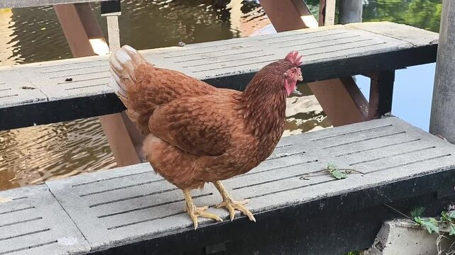 ISA Brown hen. Rhode Island Red. Lohmann Brown. Free range chicken. Animal concept