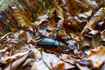 Black Carabus problematicus laying between the autumn foliage leaves