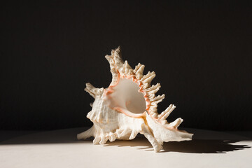 Sea shell on a black background. A beautiful shell illuminated by sunlight