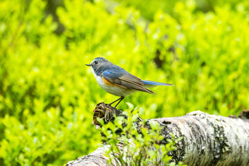 Colorful Red-breasted flycatcher standing on a Birch stump in a Valtavaara old-growth forest near Kuusamo, Northern Finland	