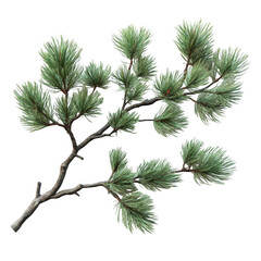 Pine tree branch isolated on transparent background, 3D rendering