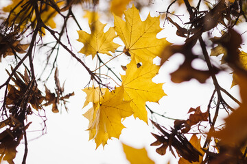 Maple branch with yellow leaves. Bottom view. Small depth of field