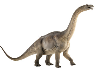 Portrait of a brontosaurus isolated on white background.