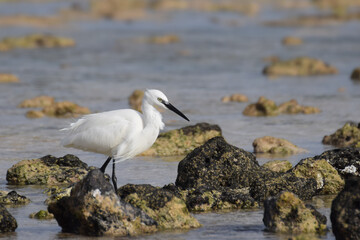 Little egret (white heron) in the water in Fuerteventura, Canary Islands, Spain