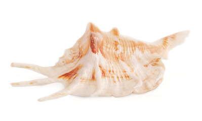Beautiful seashell with thorns isolated on white background
