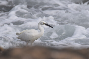 Little egret (white heron) in the water in Fuerteventura, Canary Islands, Spain