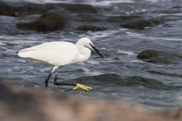 Little egret (white heron) in the water in Fuerteventura, Canary Islands, Spain