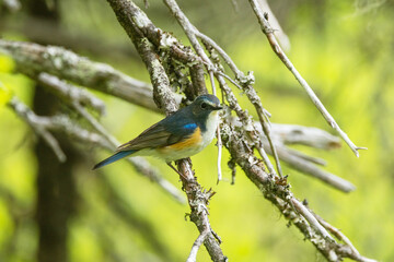 Close-up of a colorful Red-flanked bluetail perched in a summertime old-growth forest near Kuusamo, Northern Finland	