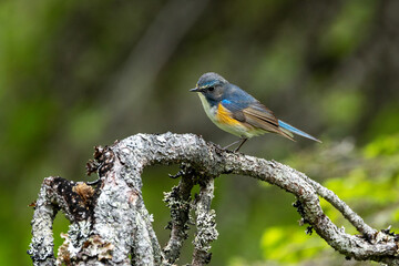 Close-up of a colorful Red-flanked bluetail perched in a summertime old-growth forest near Kuusamo, Northern Finland	