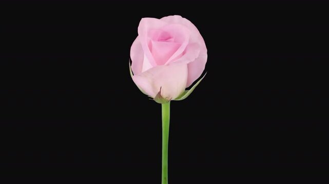 Time lapse of opening Sweet Akito rose with ALPHA channel