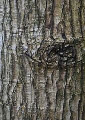Fototapeta premium Beautiful close-up of the bark of persea americana