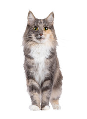 Adult blue tortie Norwegian Forestcat, standing facing front. Looking towards camera. Isolated cutout on a transparent background.