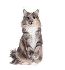 Obraz premium Adult blue tortie Norwegian Forestcat, sitting up facing front. Looking towards camera with one paw playful in air. Isolated cutout on a transparent background.