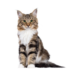 Sweet black tabby blotched Norwegian Forestcat kitten, sitting up facing front. Looking towards camera with mesmerising green eyes. Isolated cutout on a transparent background.