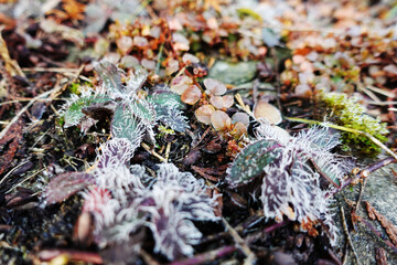 Frozen Wild Plants with Frosty Details