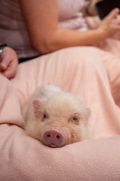 A small pink piglet sleeps in a blanket.