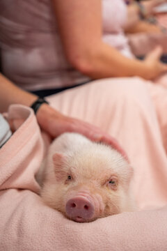 A piglet snuggles on a tourists lap in Japan.