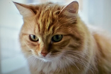 portrait of cute cat