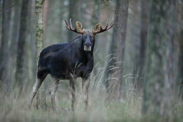Łoś (Alces alces) moose © Bartosz Rakoczy