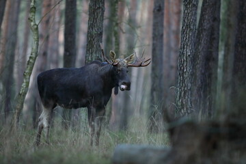Łoś (Alces alces) moose © Bartosz Rakoczy